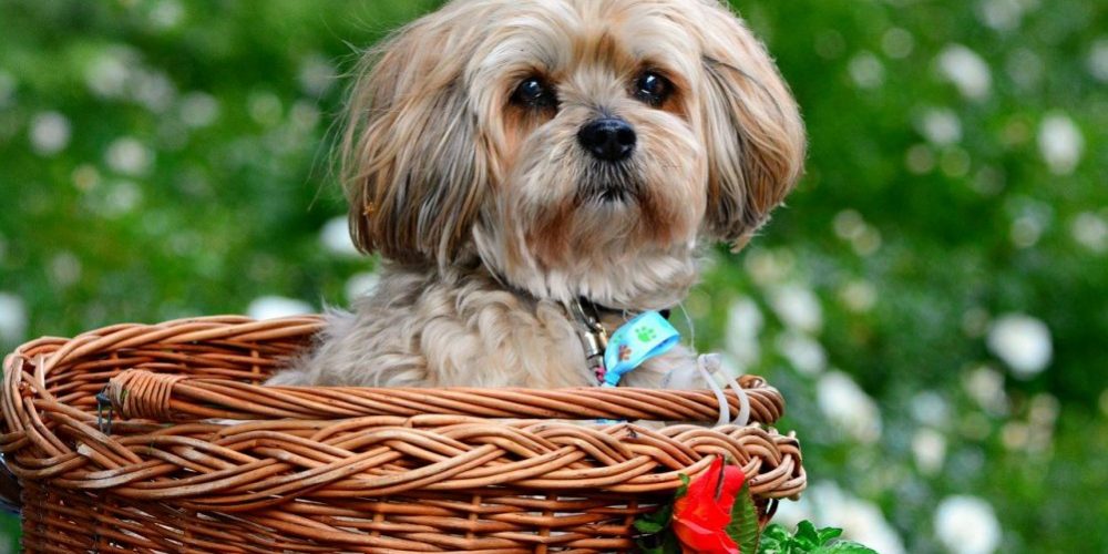 lhasa-apso-4247743_1280